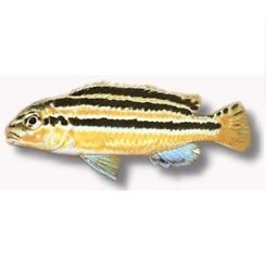 Malawiciklide, Melanochromis auratus